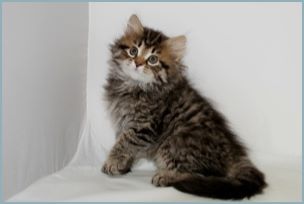 Male Siberian Kitten from Deedlebug Siberians